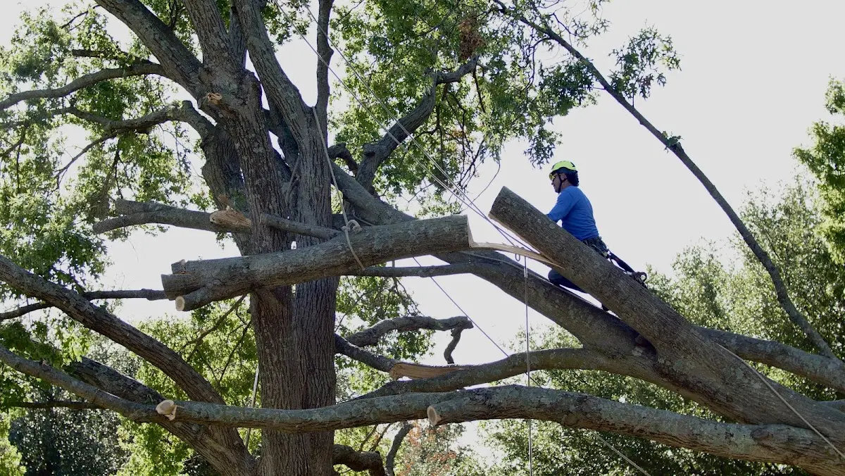 Professional Hazardous Tree Removal performed by certified arborists in Switzer